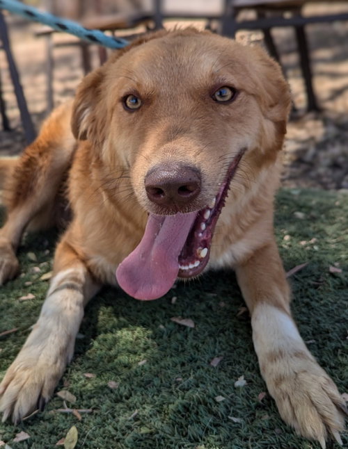 DYNAMITE (KSAR) - Golden Retriever / Afghan Hound available for adoption
