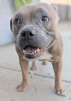adoptable Dog in San Diego, CA named Tilda
