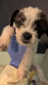 adoptable Dog in San Diego, CA named Pulitzer