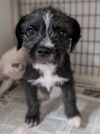 adoptable Dog in San Diego, CA named Conde Nast