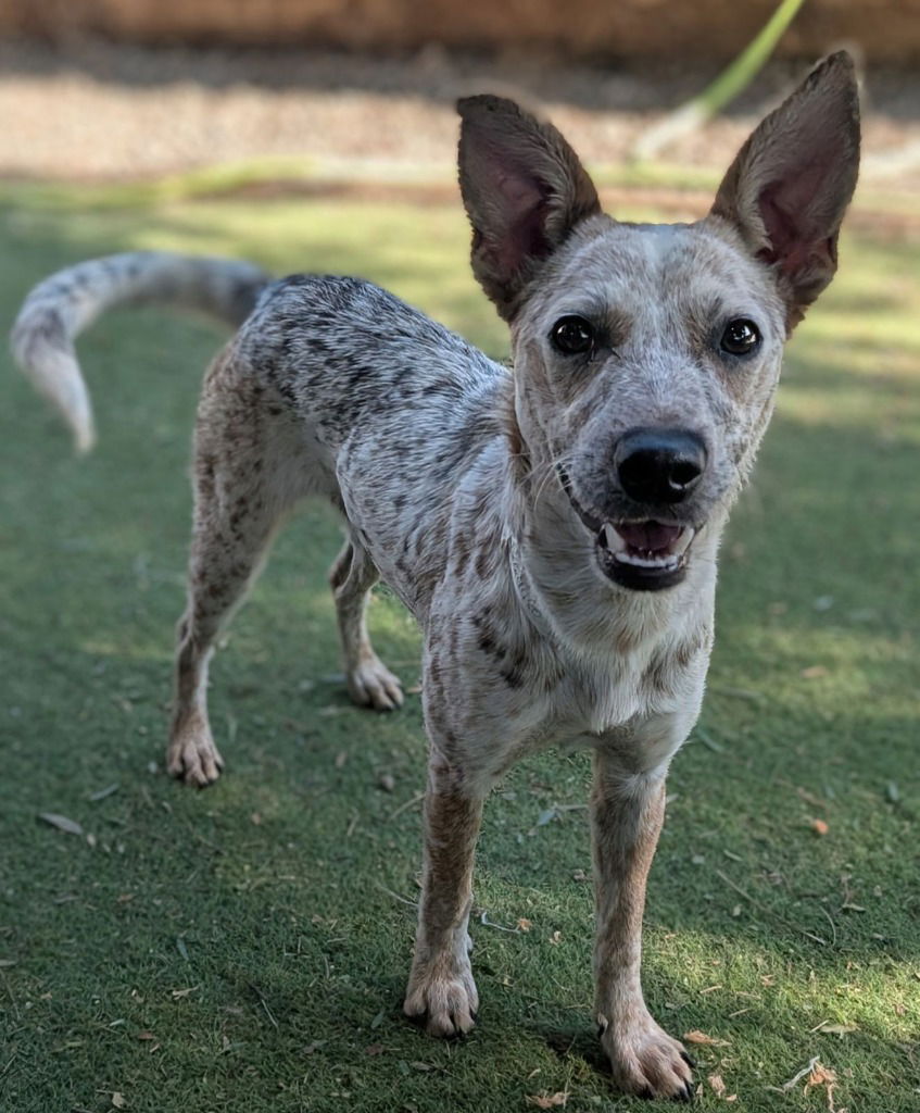 adoptable Dog in San Diego, CA named Pritzker