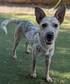 adoptable Dog in  named Pritzker