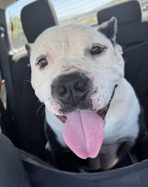 PETEY - Staffordshire Bull Terrier / American Staffordshire Terrier available for adoption