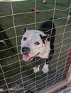 Petey - Photo 2
