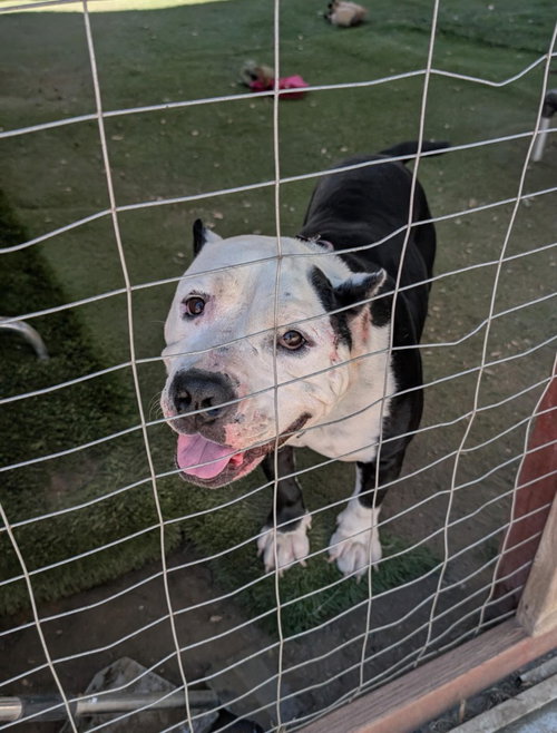 PETEY - Staffordshire Bull Terrier / American Staffordshire Terrier available for adoption