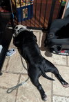 Petey - Photo 3