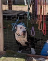 Petey - Photo 4