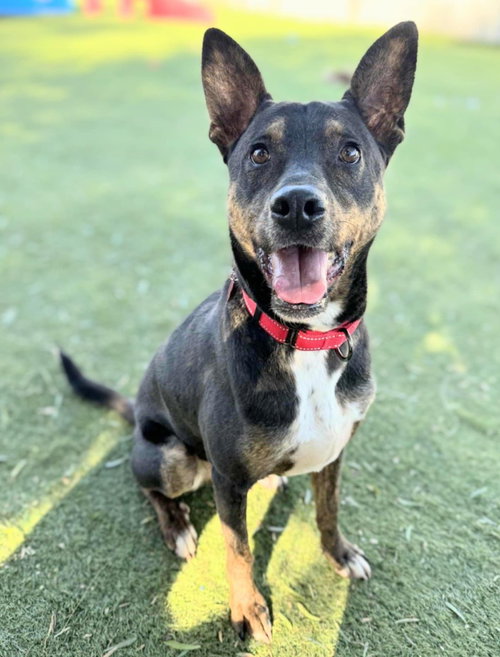 ZUUL - Cattle Dog / Boxer available for adoption