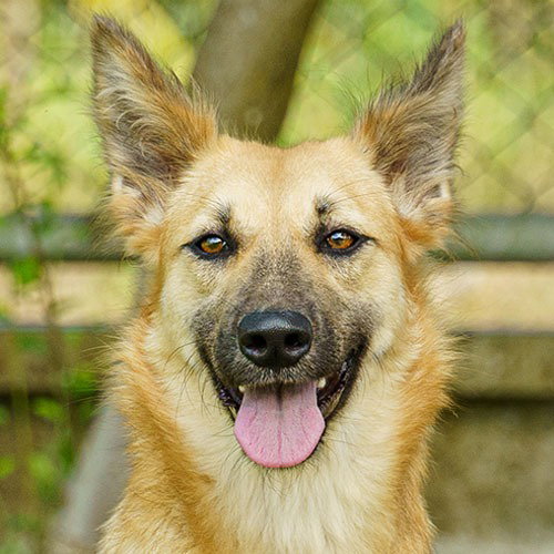 SCARLETT (SOI DOG) - Border Collie / Jindo (Korean) available for adoption