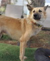 Scarlett (Soi Dog) - Photo 2