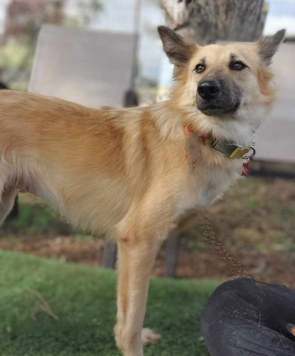 Scarlett (Soi Dog)