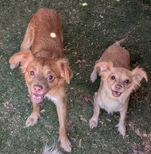 FLANNEL - Chihuahua / Spaniel available for adoption