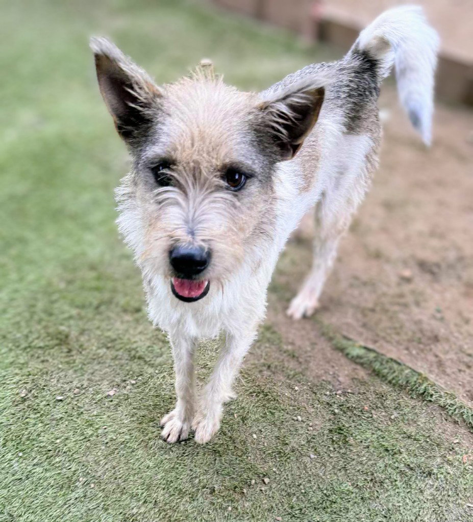 Kreia (Soi Dog)
