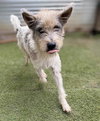 Kreia (Soi Dog) - Photo 2