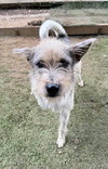 Kreia (Soi Dog) - Photo 3