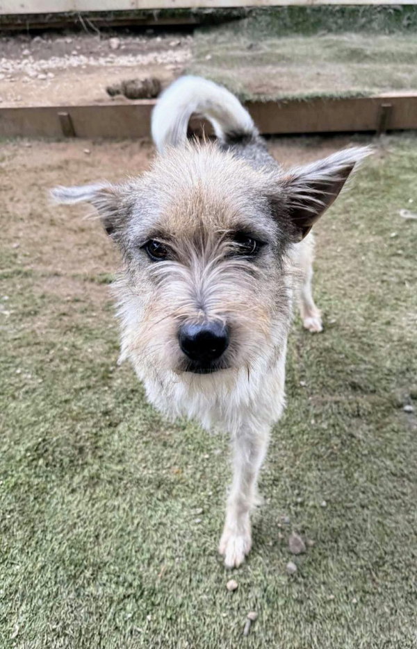 Kreia (Soi Dog)