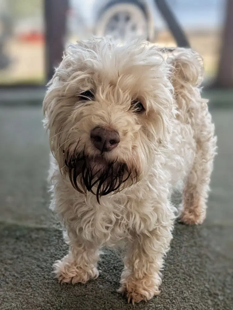 Orion - Maltese