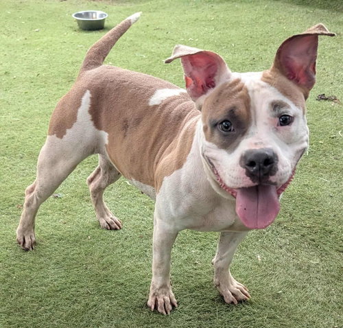 WHISKEY - Pit Bull Terrier / American Staffordshire Terrier available for adoption