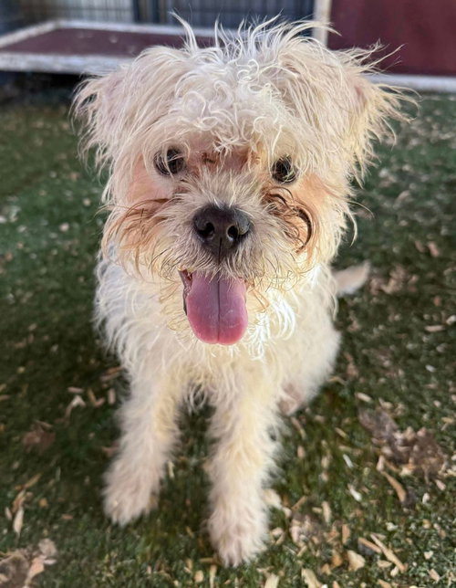 picture of the dog needing adoption