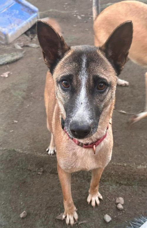 MAVERICK - Jindo (Korean) / Australian Kelpie available for adoption