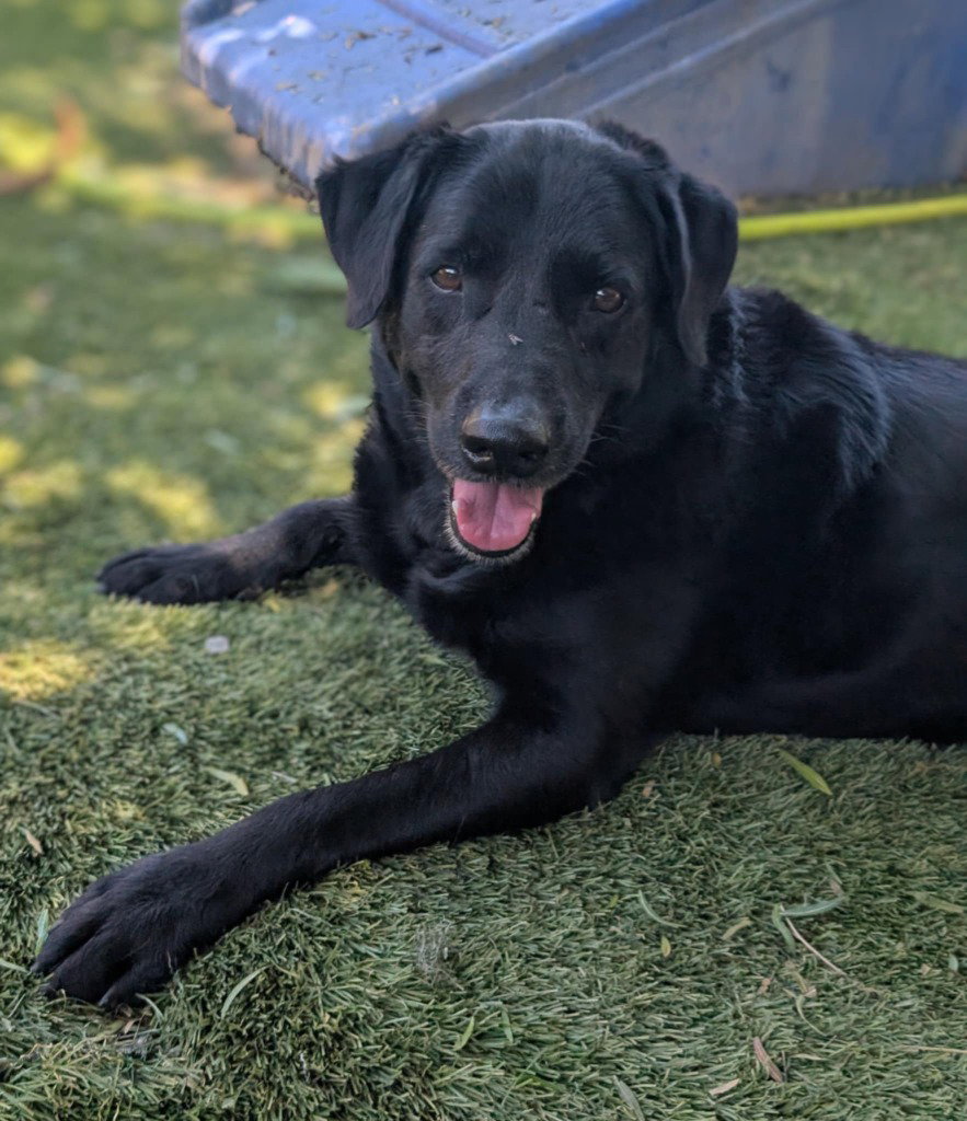 Udilo (Soi Dog)