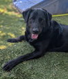 Udilo (Soi Dog) - Photo 1