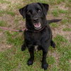Udilo (Soi Dog) - Photo 2