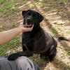 Udilo (Soi Dog) - Photo 3