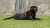 Udilo (Soi Dog) - Photo 4