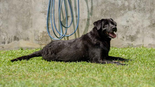 Udilo (Soi Dog)