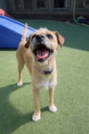 Sandy Cheeks - Photo 3