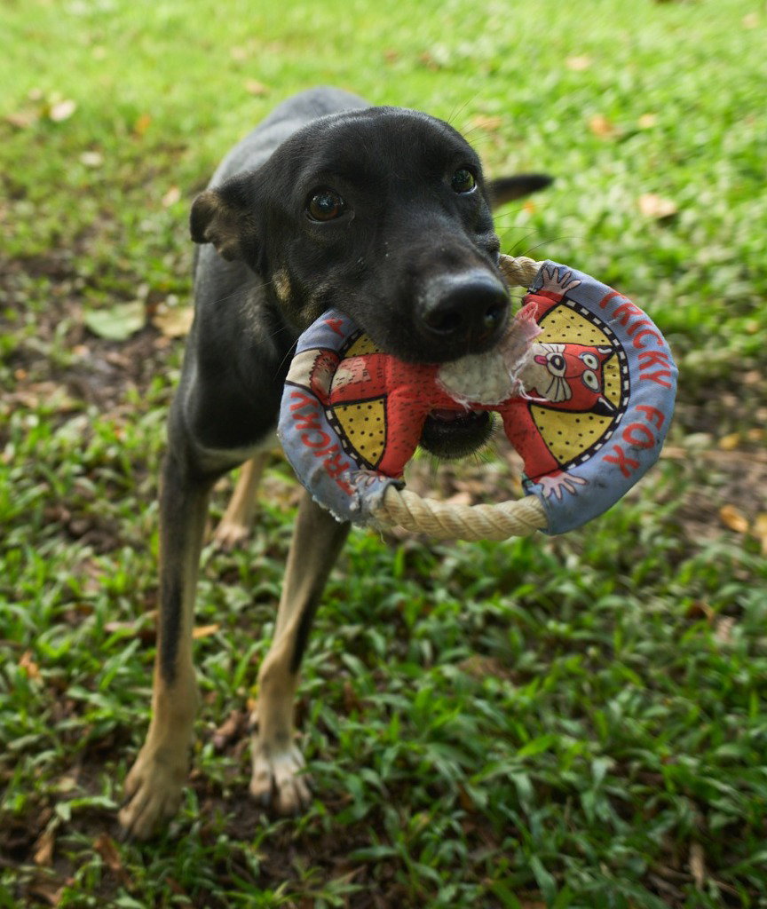 Judy (Soi Dog) Image