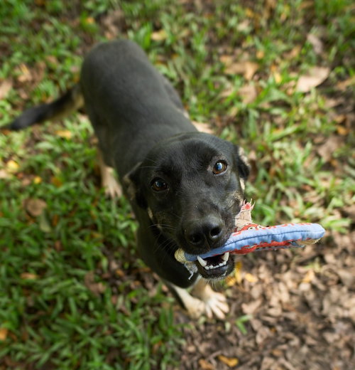 Judy (Soi Dog) photo 2