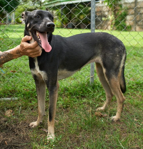 Judy (Soi Dog) photo 3