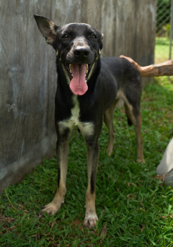 Judy (Soi Dog)