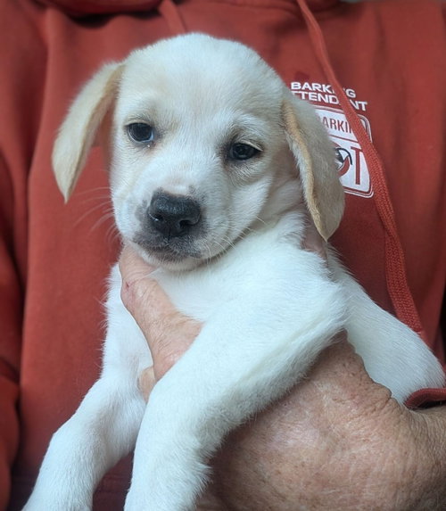 picture of the dog needing adoption