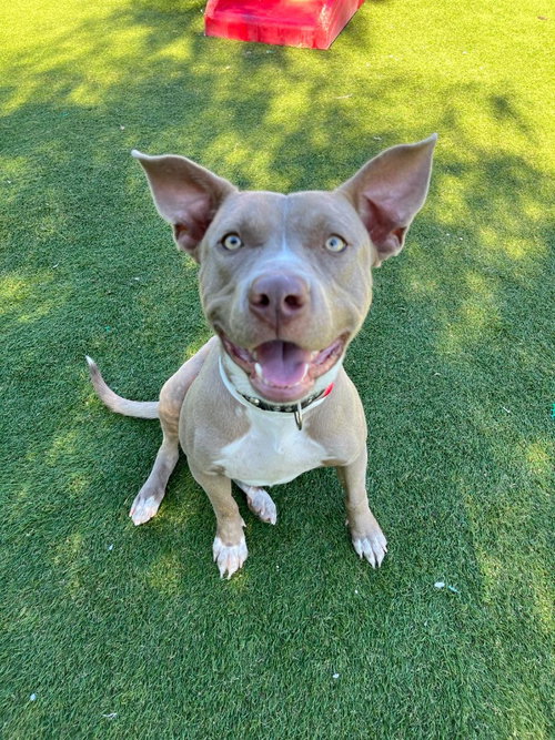 picture of the dog needing adoption
