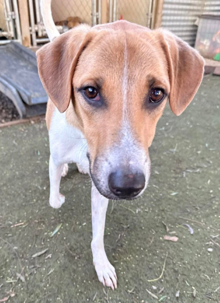 Kanploo (Soi Dog) Image