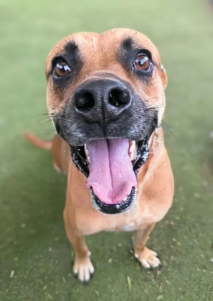 Archer - Boxer