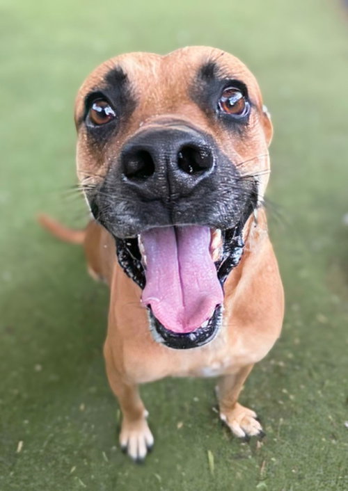 picture of the dog needing adoption