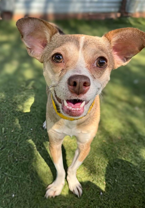 picture of the dog needing adoption