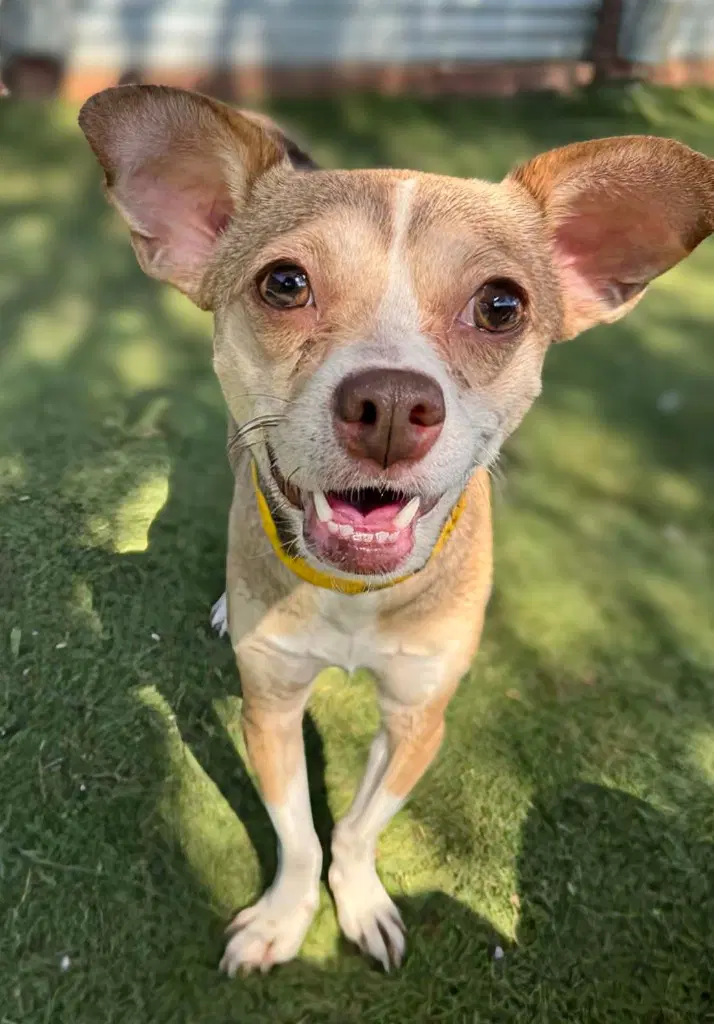Chock - Chihuahua
