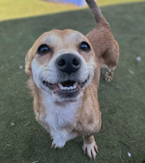 Gerard, an adoptable Chihuahua in San Diego, CA