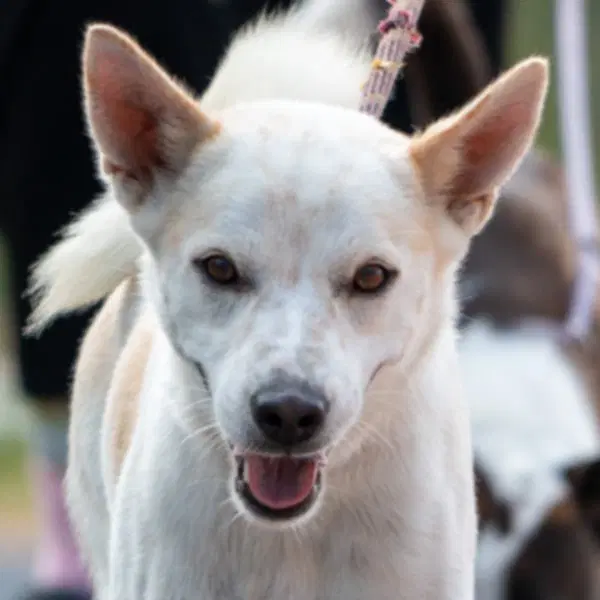 Lombard Soi Dog - Jindo (Korean)