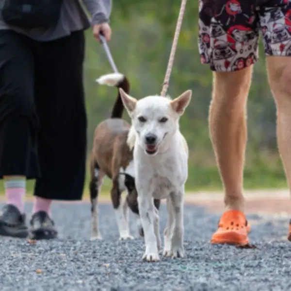 Lombard Soi Dog image 2