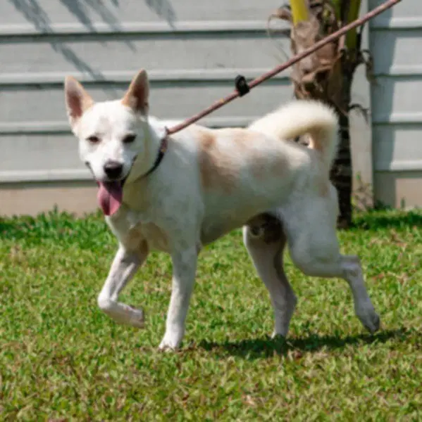Lombard Soi Dog image 3