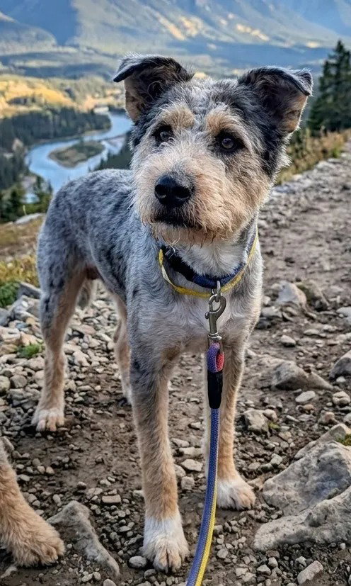 picture of the dog needing adoption