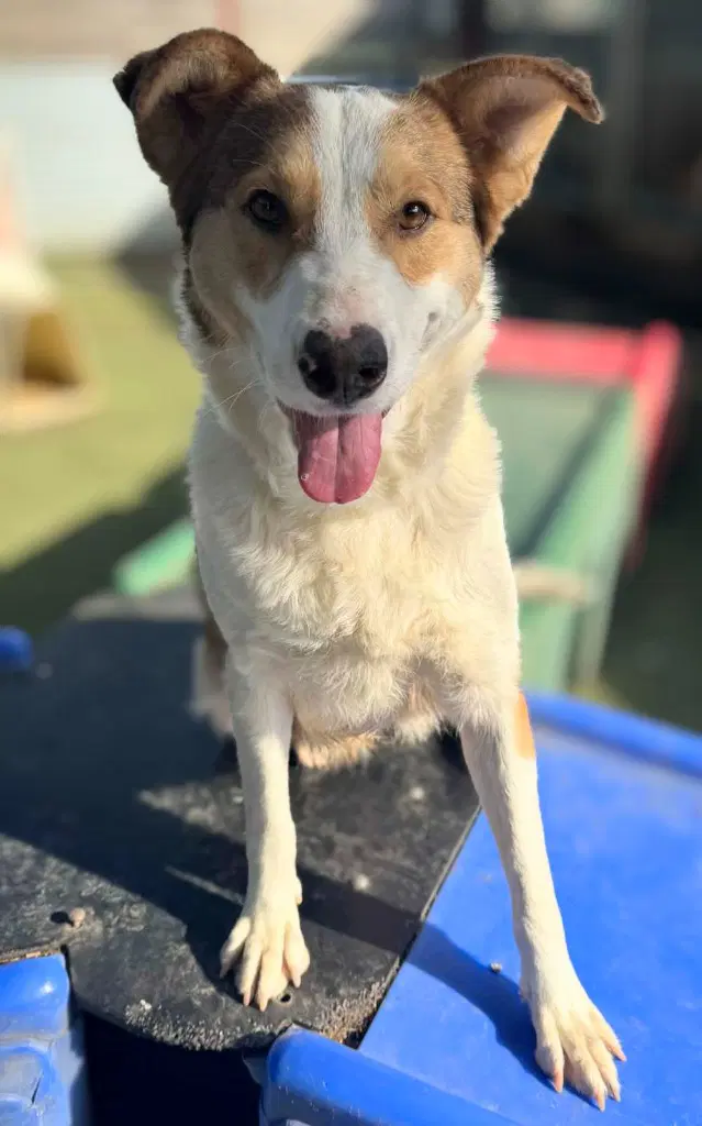 Kaillie - Border Collie