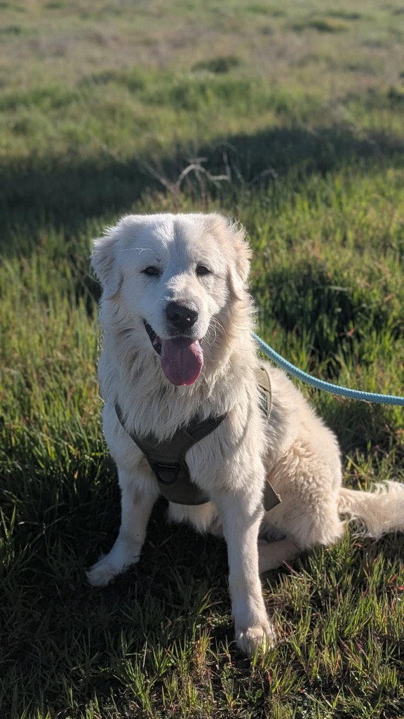 Great Pyrenees