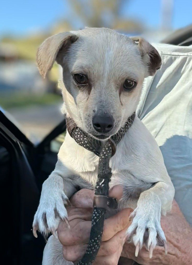 Chihuahua